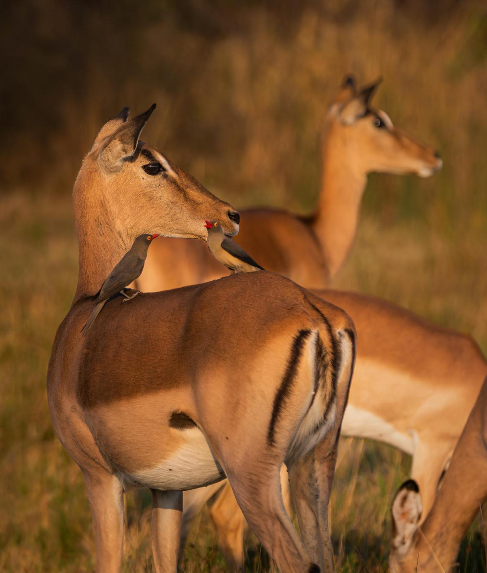 Out In Africa Wildlife Lodge Hammanskraal Eksteriør bilde