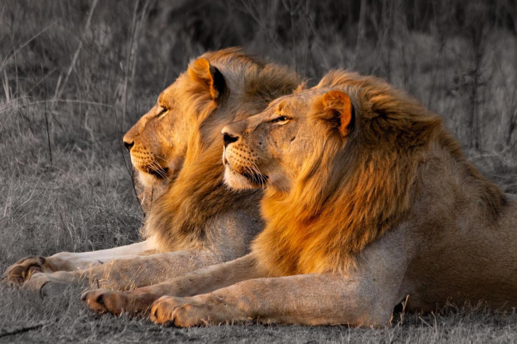 Out In Africa Wildlife Lodge Hammanskraal Eksteriør bilde